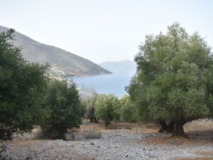 020, Land for sale in the village Agia Effimia